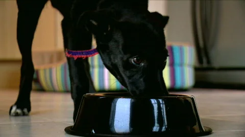An eating dog  Stock Footage 732919