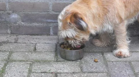 Eating dog Video stock 11148838