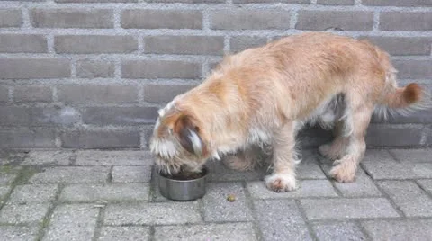 Eating dog Stock Footage 11148877