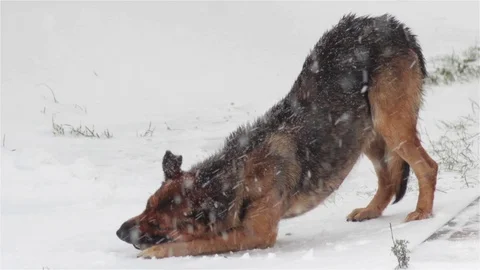 Eating dog in winter Stock Footage 70717415