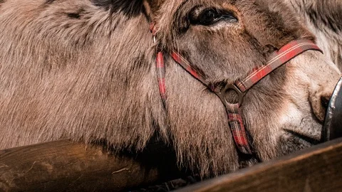Eating Donkey Sunset Stock Footage 106534979