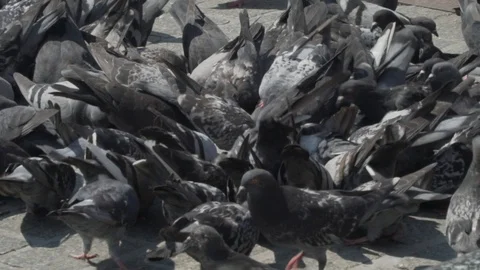 Eating doves Видео 95076973