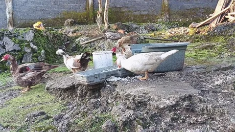 Eating duck Stock Footage 238902930