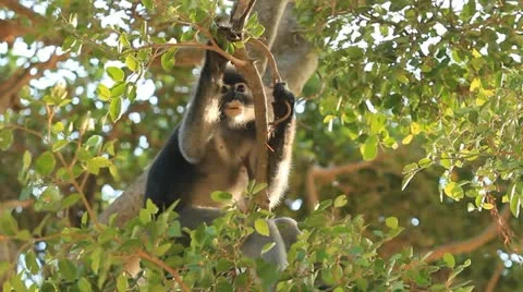 Eating dusky leaf monkey HD 库存影片 10920597