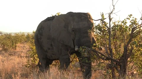 Eating elephant in the afternoon Stock Footage 8622326