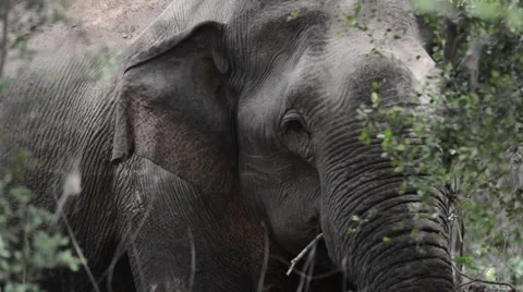 Eating elephant up close 動画素材 54254505