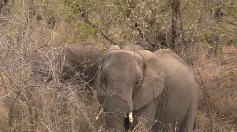 Eating elephants Stock Footage 8621550
