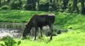 The eating Elk - Moose HD Footage