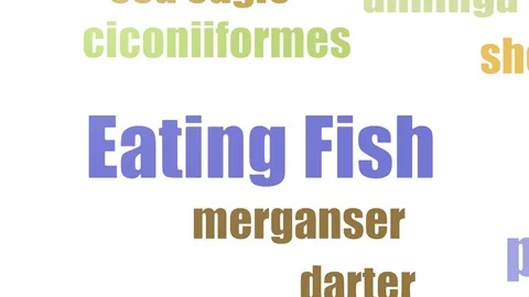 Eating Fish Wordcloud Animated On White Background Stock Footage 103563607
