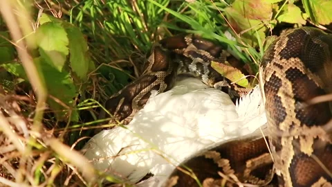Before eating Stock Footage 159018539