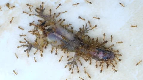 Eating 스톡 동영상 266153159