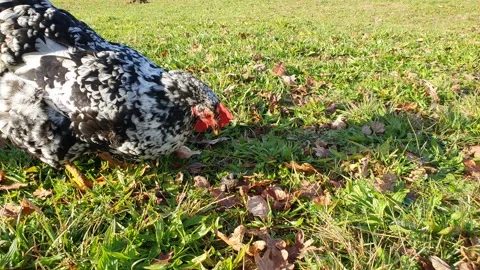 Eating a frog Vídeo Stock 167281648