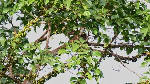 Eating a fruit while resting on a branch within the tree, Three-striped Stock Footage 267081545