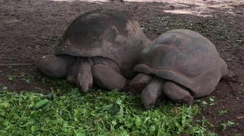 Eating Giant Turtles Stock Footage 68124952