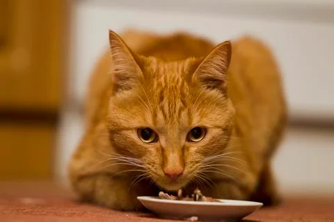 Eating ginger cat Stock Photos