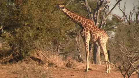 Eating giraffe in afternoon Stock Footage 8623622