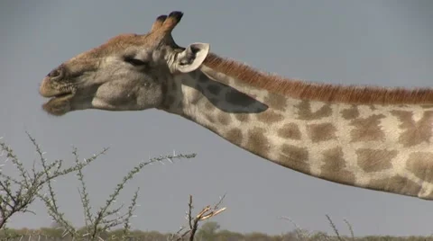 Eating giraffe, close up Stock Footage 12127818