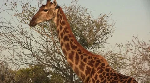 Eating giraffe Stock Footage 8568882
