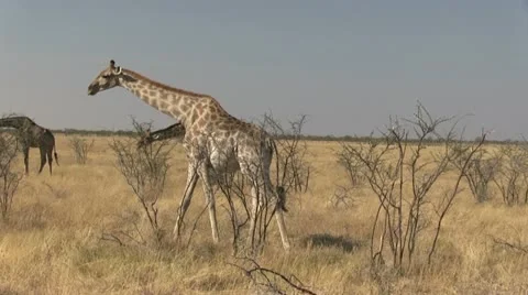 Eating giraffes Stock Footage 12127865
