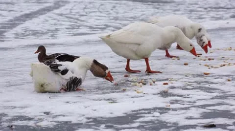 Eating goose Stock Footage 10753447