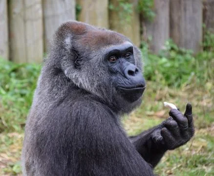 Eating Gorilla Stock Photos