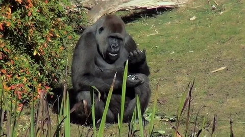 Eating Gorilla in the sunshine. Stock Footage 82490693