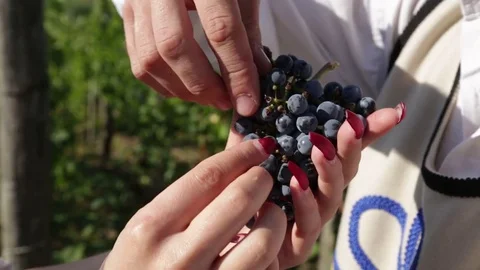 Eating grapes from hands Stock Footage 82781443