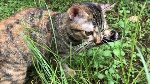 Eating grass kitten Stockbeeldmateriaal 102752243
