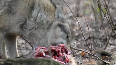 Eating gray wolf in the forest Stock Footage 60623380
