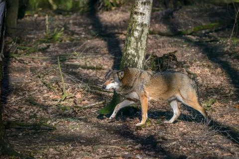 Eating gray wolf in the forest Foto stock