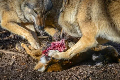 Eating gray wolf in the forest Stock Photos