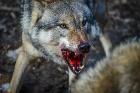 Eating gray wolf in the forest Foto stock