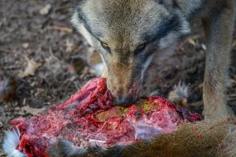 Eating gray wolf in the forest Stock Photos