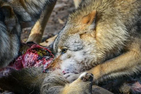 Eating gray wolf in the forest Foto stock