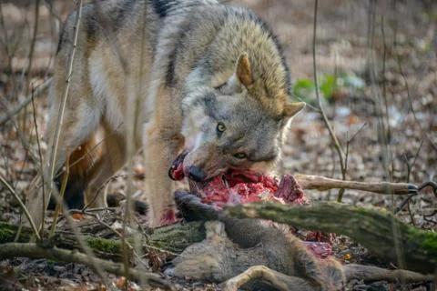 Eating gray wolf in the forest Stock Photos