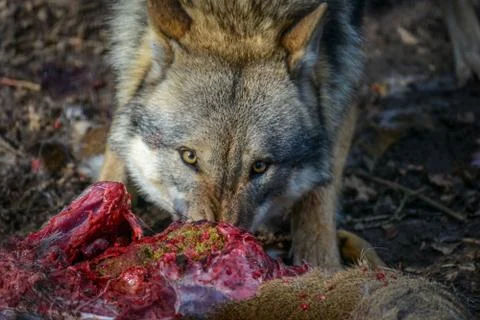 Eating gray wolf in the forest Stock Photos