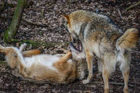Eating gray wolf in the forest Foto stock