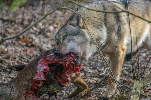 Eating gray wolf in the forest Foto stock