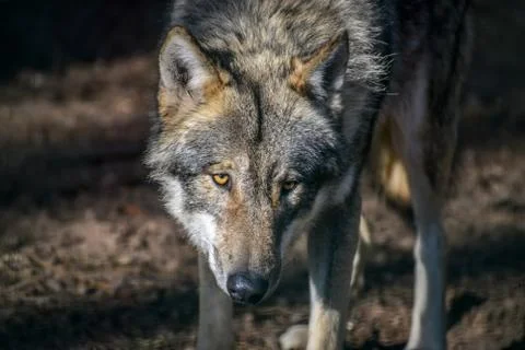 Eating gray wolf in the forest Stock Photos