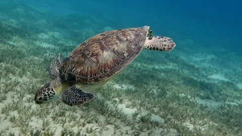 Eating green turtle Stock Footage 117045889