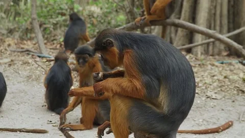 Eating group of Red Colobus monkeys in Gambian Monkey Park. (Peanuts) Stock Footage 244690198