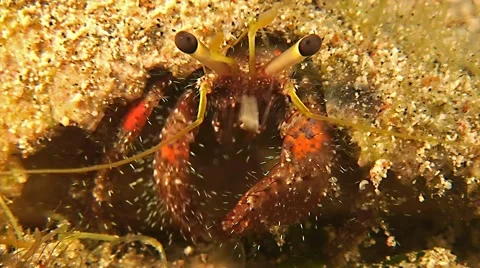 Eating Hermit crab 01 Stock Footage 41630236