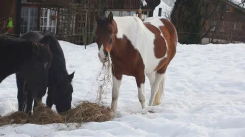Eating horse Video stock 18176674