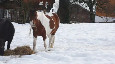 Eating horse Stock Footage 18176681