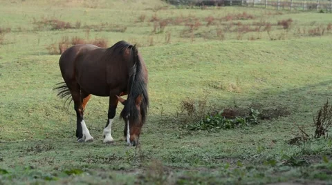 Eating horse Stock Footage 67969358
