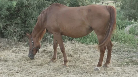 Eating horse Stock Footage 93143283