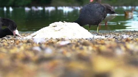 Eating Hungry Black Coots, Close Up Stock Footage 170649554