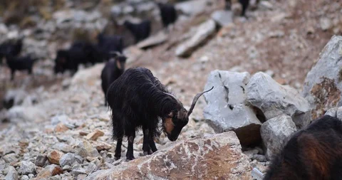 Eating ibex on the mountain Stock Footage 97453583