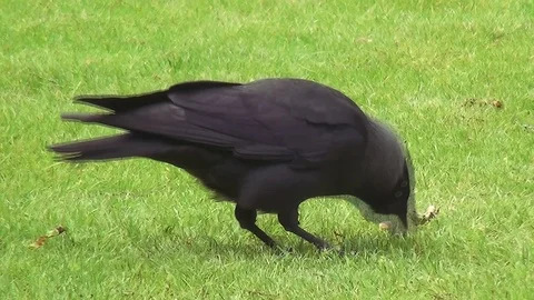 Eating jackdaw in the grass Video stock 96189869