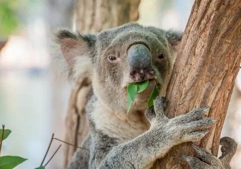 Eating Koala Bear in Tree Stock Photos
